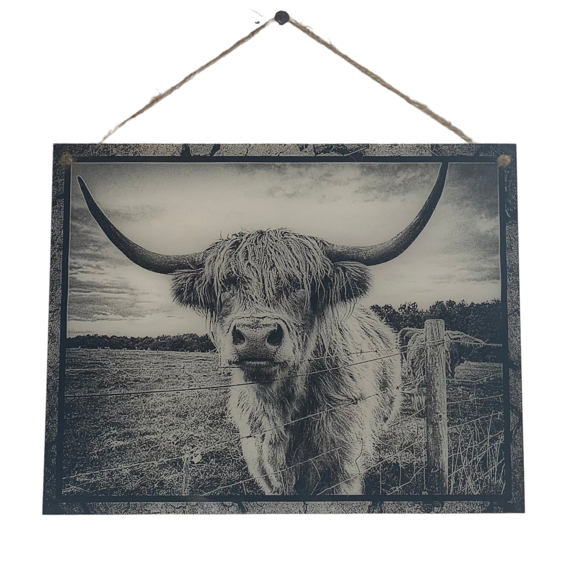 Highland Cow B&W on Acrylic